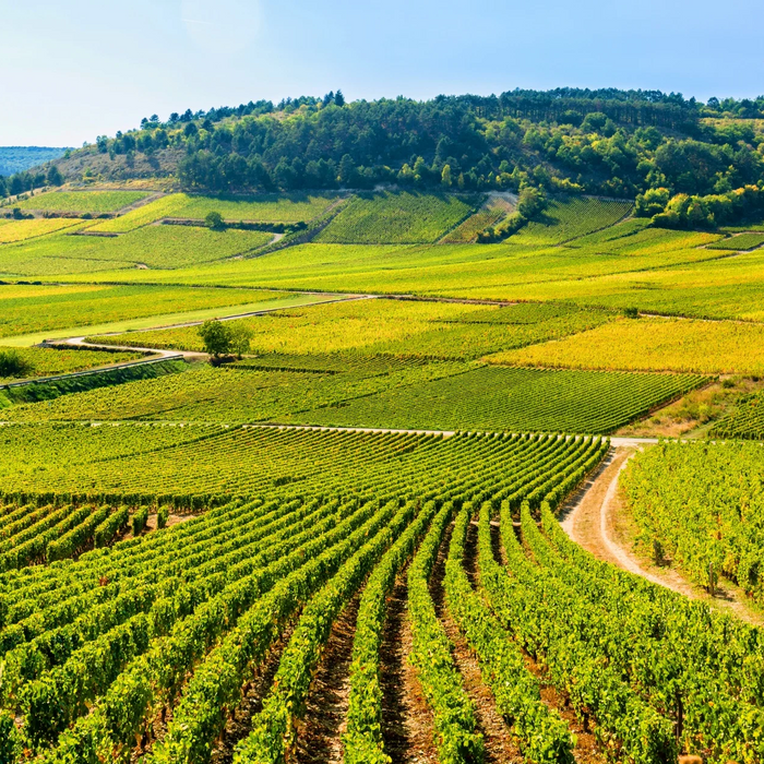 風土之實說布爾岡基爾瑪Les Climats de Bourgogne