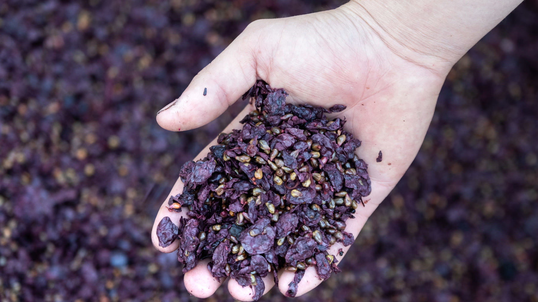 化腐朽為神奇:Marc, Fine and Ratafia de Bourgogne