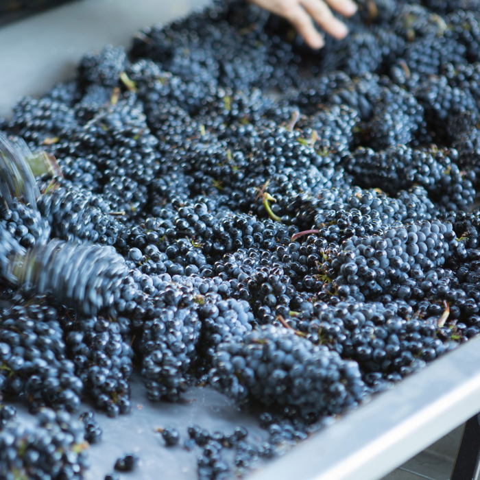 布爾岡秋收 Bourgogne Vendanges 2023