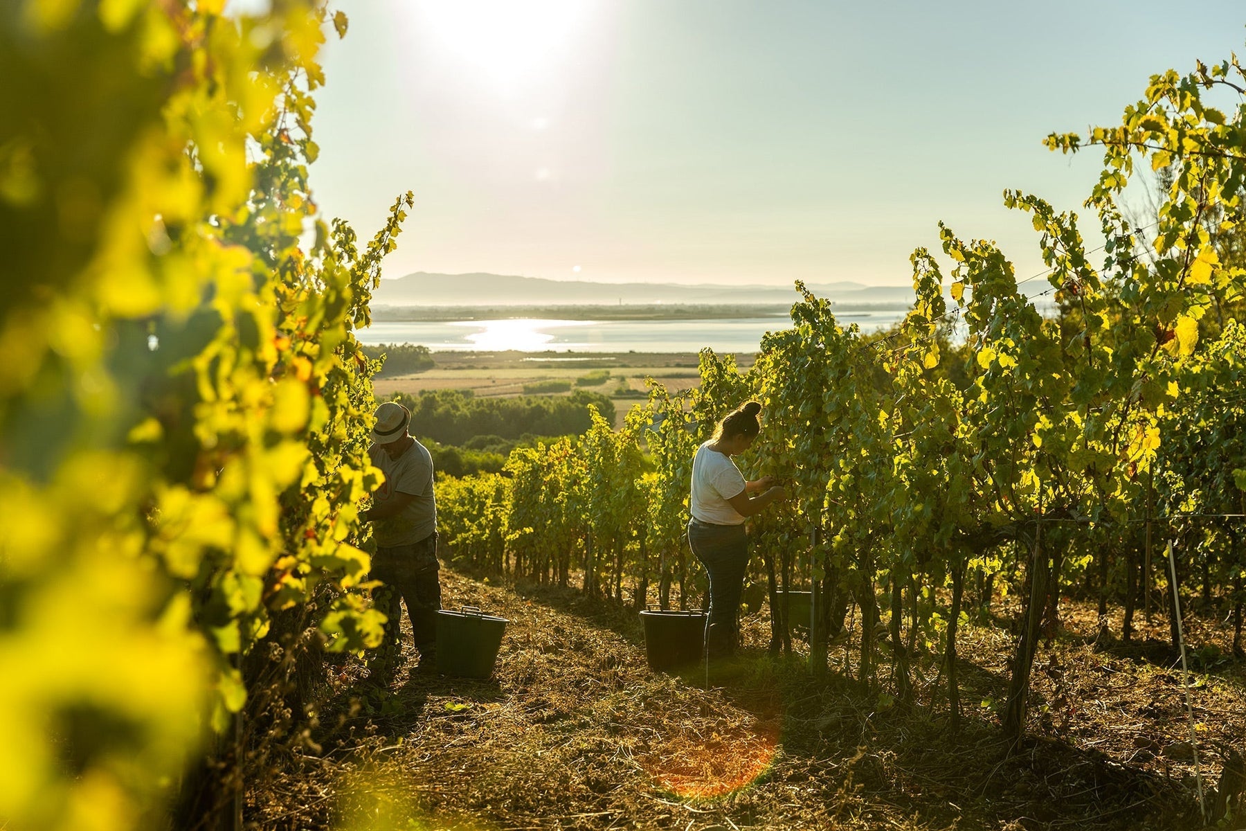 1-2 Aug: Sardinian Wine Discovery