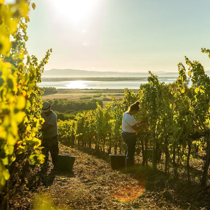 1-2 Aug: Sardinian Wine Discovery