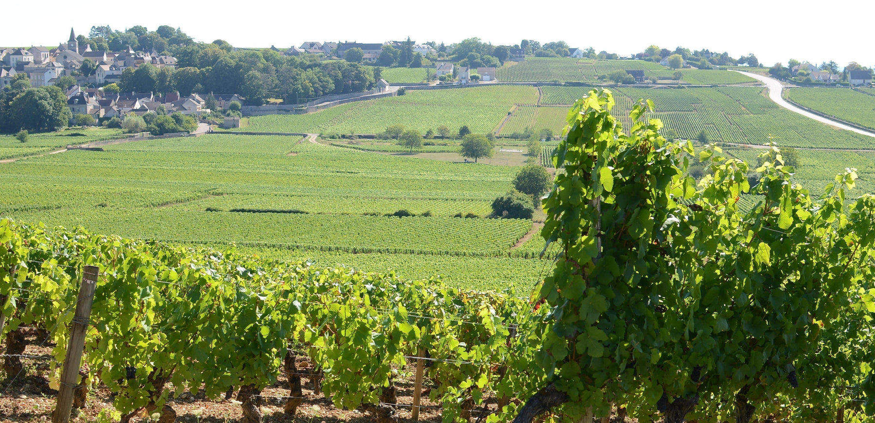 形態多樣的葡萄舒適區