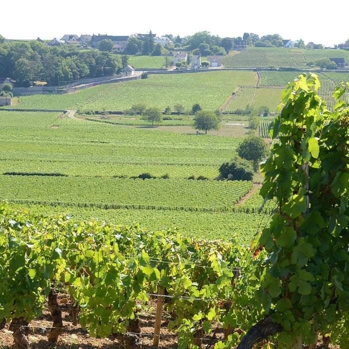 形態多樣的葡萄舒適區