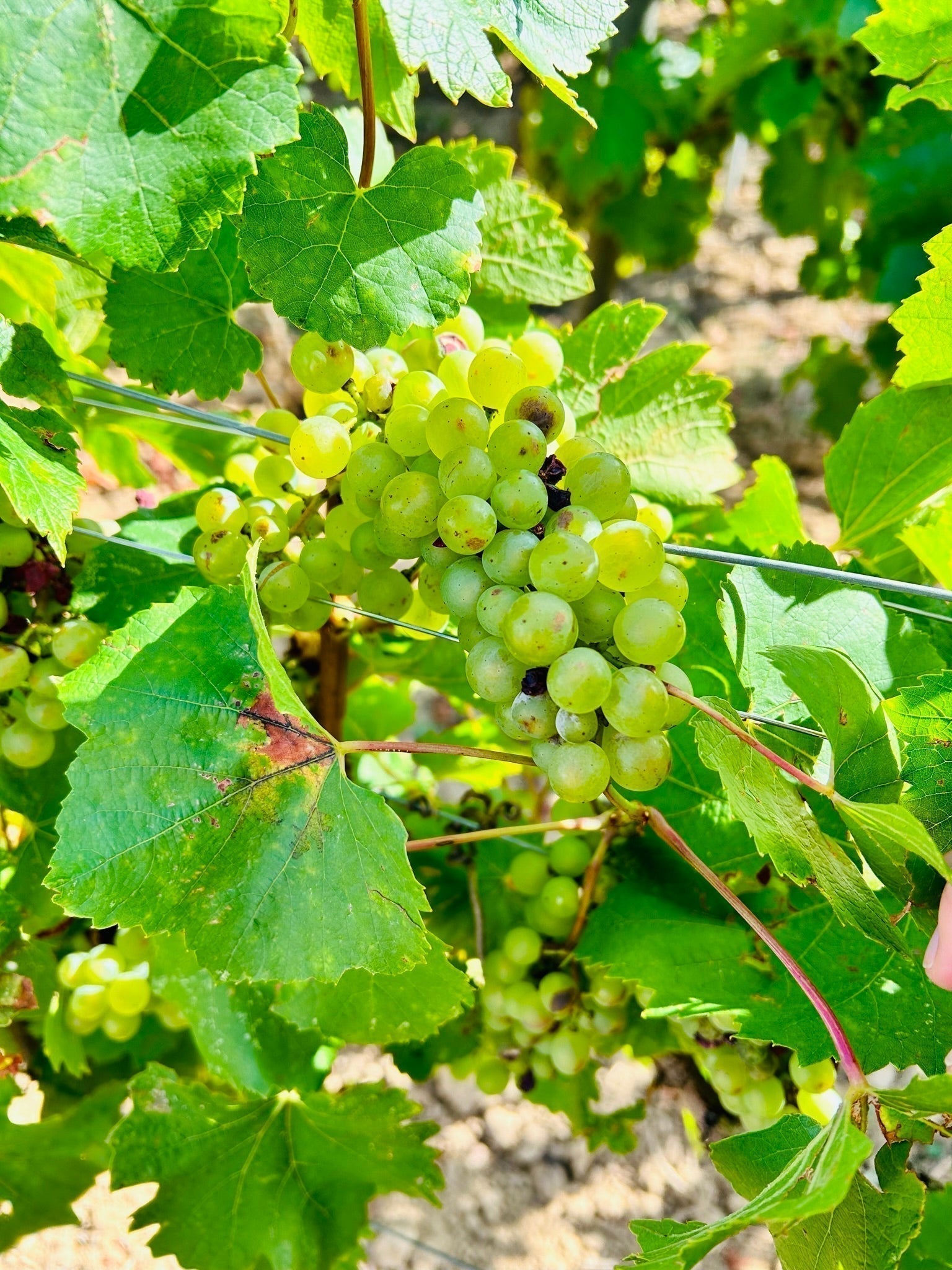 莎當妮多變的極致-還看布爾岡