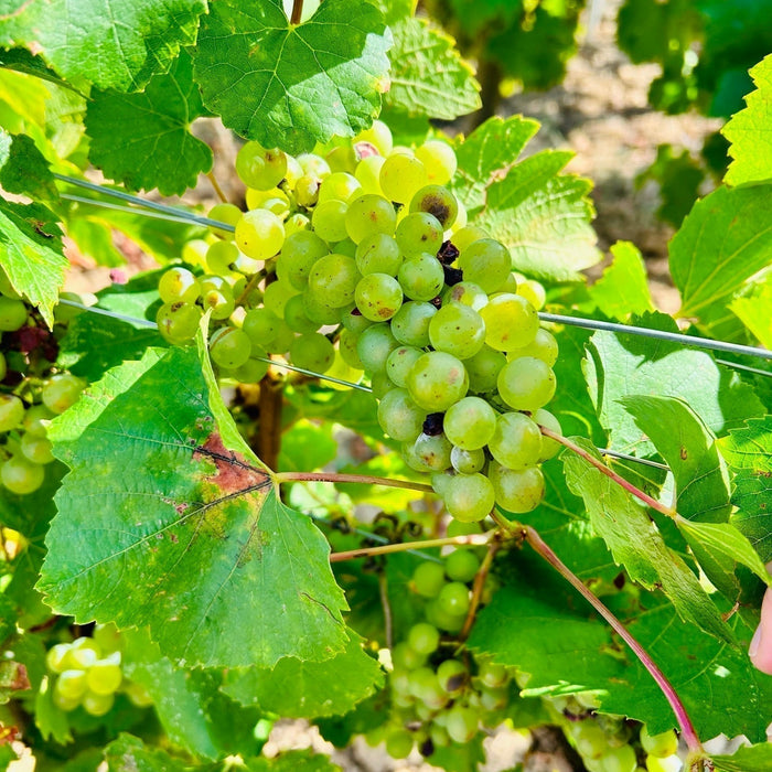 莎當妮多變的極致-還看布爾岡