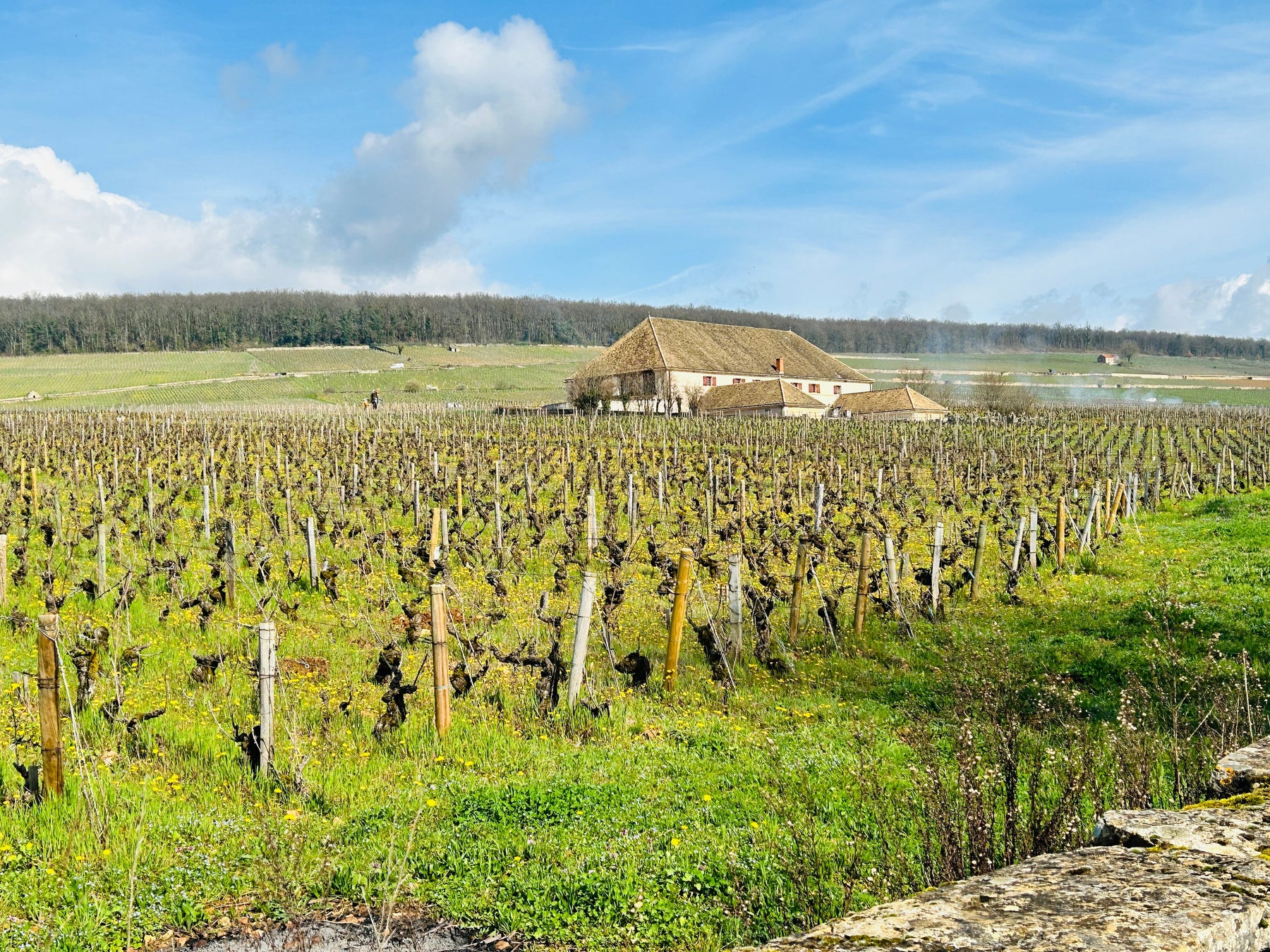 歌通山頭的特級園試酒