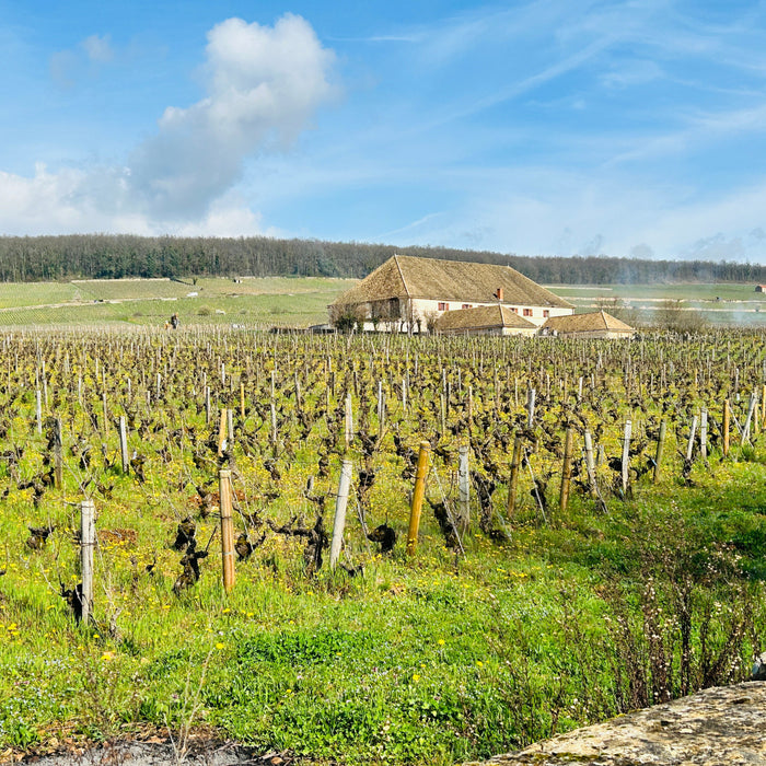 歌通山頭的特級園試酒