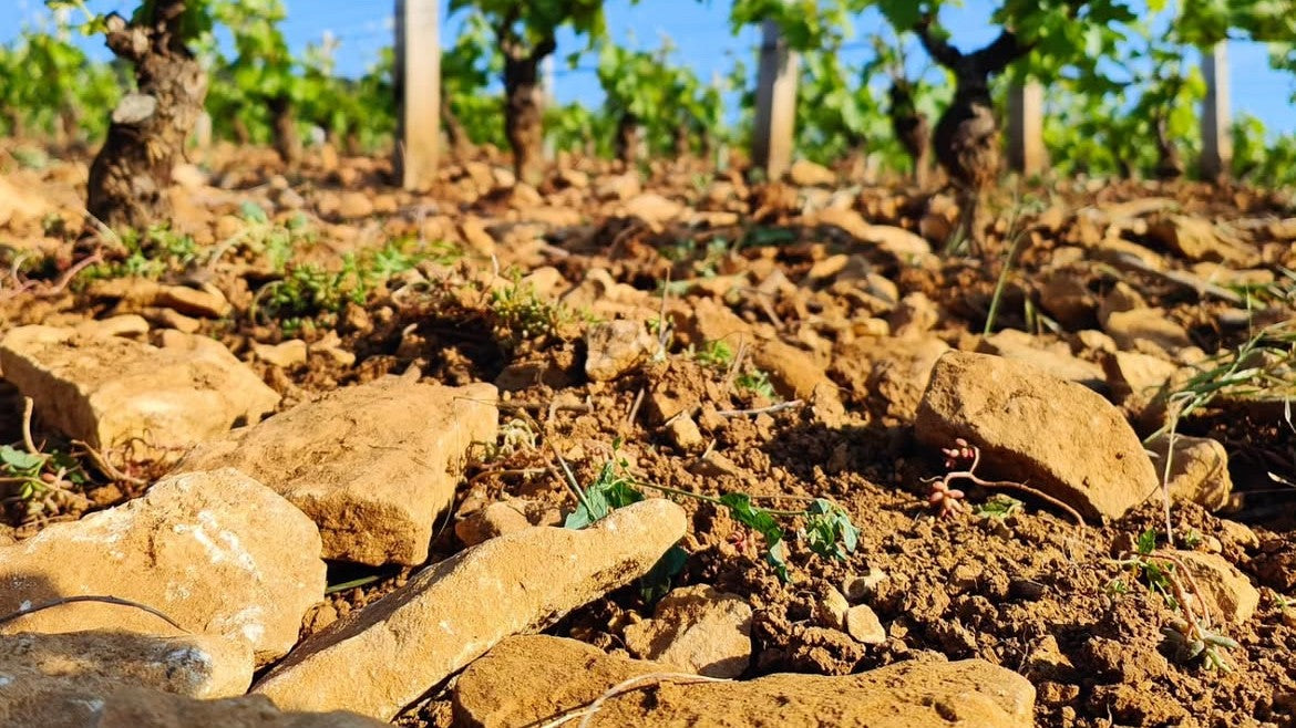 布爾岡石灰土：一致與多變