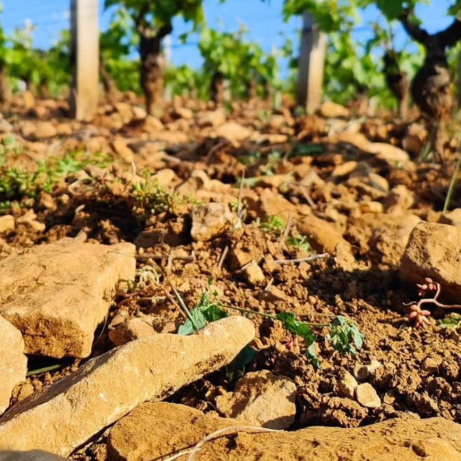 布爾岡石灰土：一致與多變