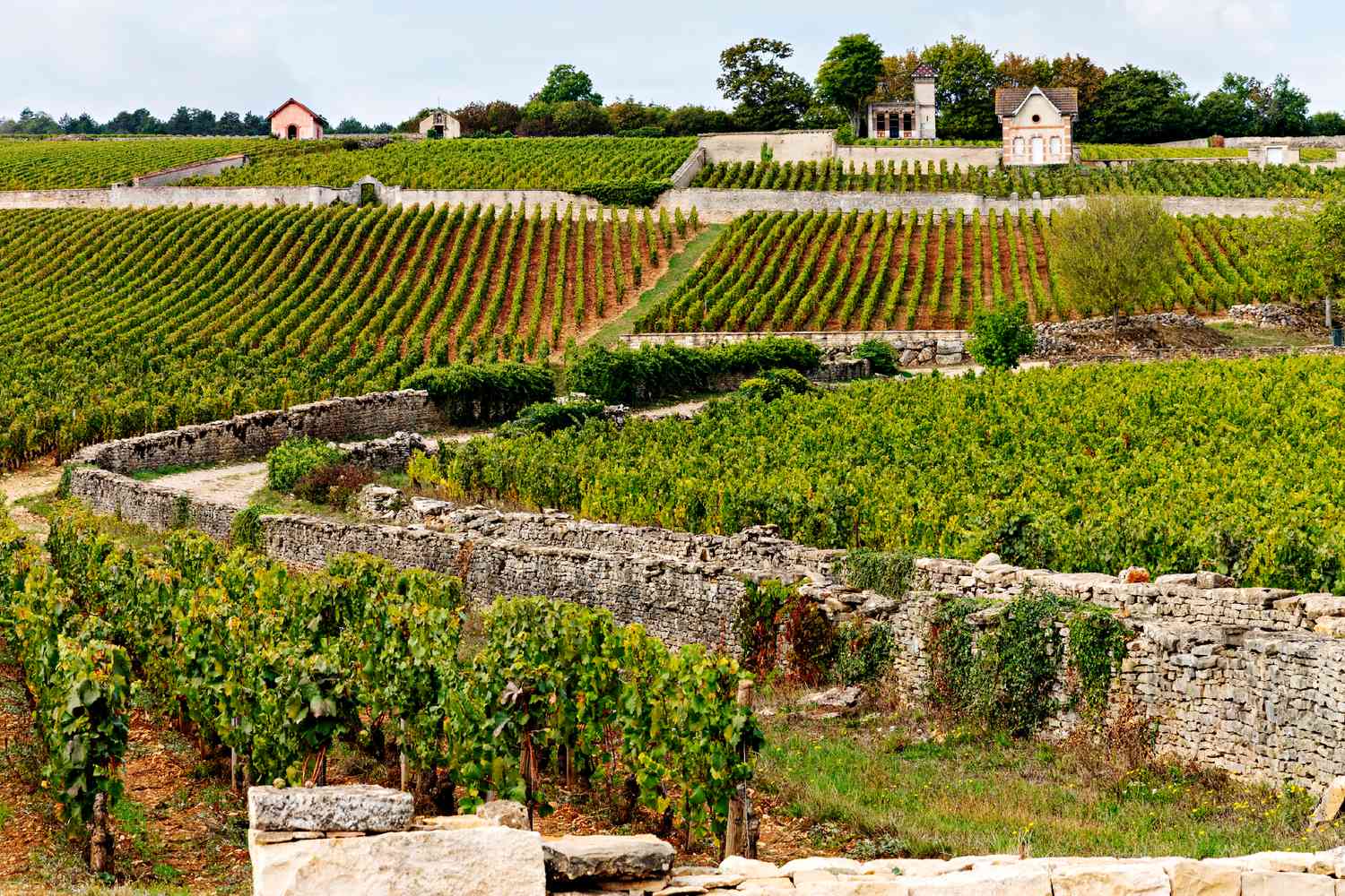 18-19 April: Bourognge Chardonnay - From North to South