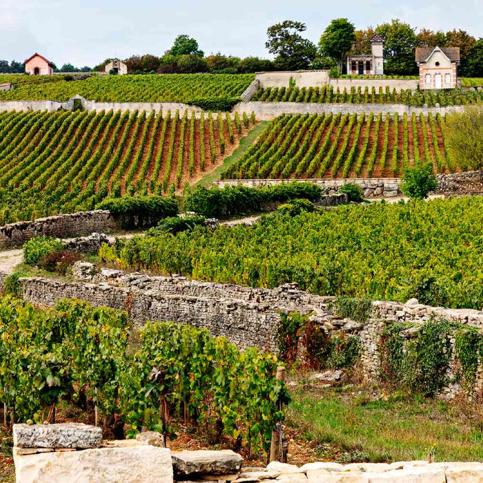 18-19 April: Bourognge Chardonnay - From North to South