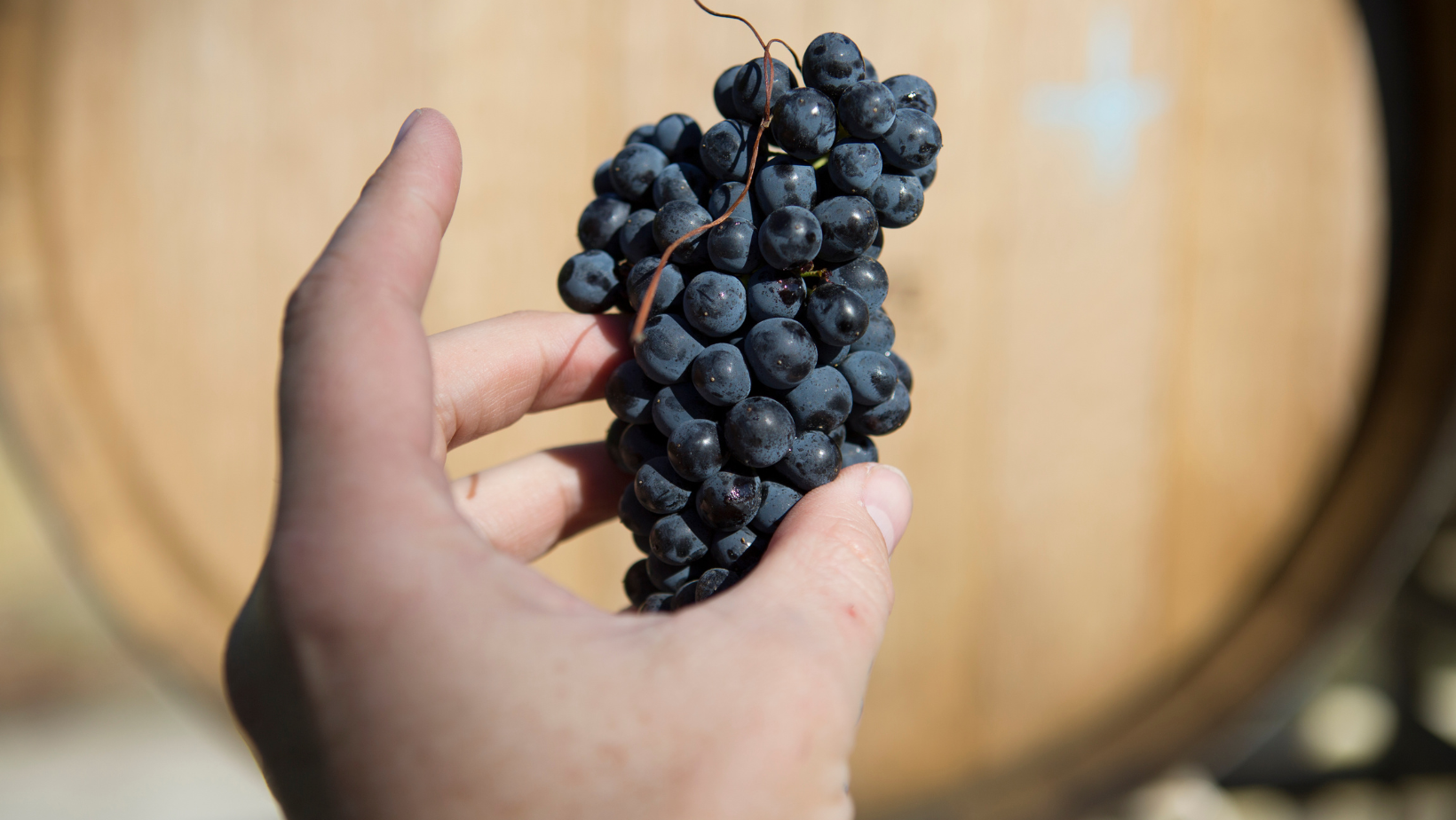 15 & 16 Aug: Pinot Noir Day Celebration