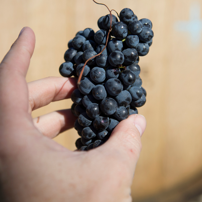 15 & 16 Aug: Pinot Noir Day Celebration