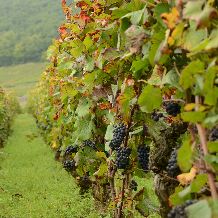 28 Jan From Regional to Premier Cru Workshop