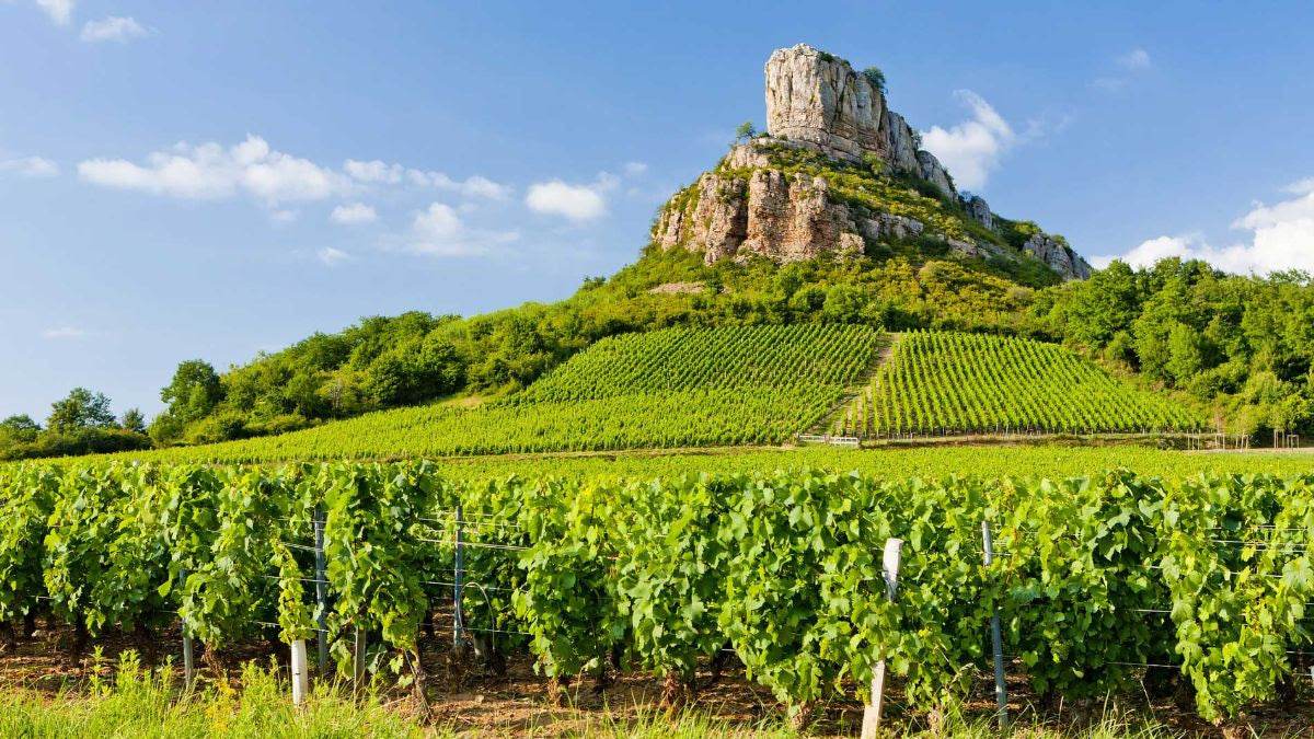 地質變化：葡萄酒風味之源