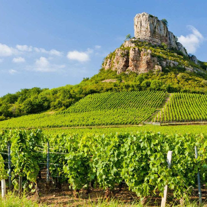 地質變化：葡萄酒風味之源