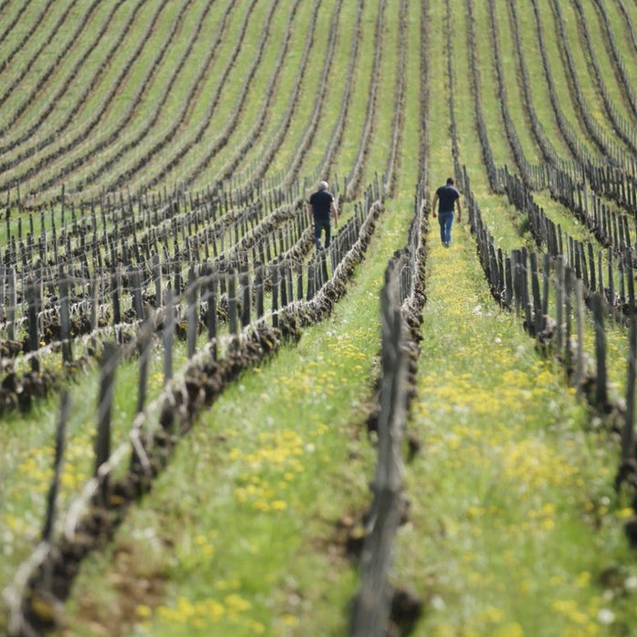 近觀布爾岡：傳承未來
