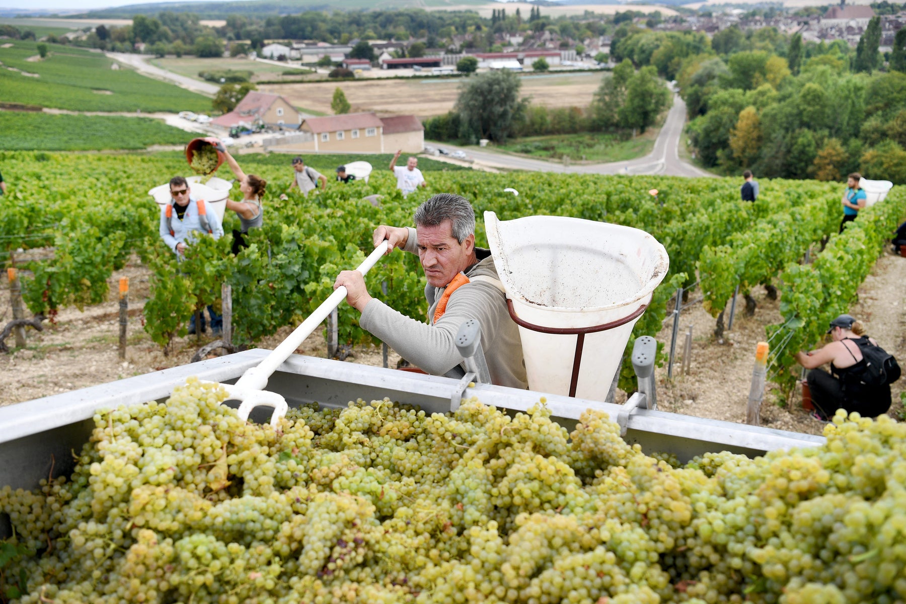 22 Aug: Celebrating les Vendanges en Bourgogne