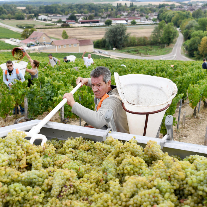 22 Aug: Celebrating les Vendanges en Bourgogne