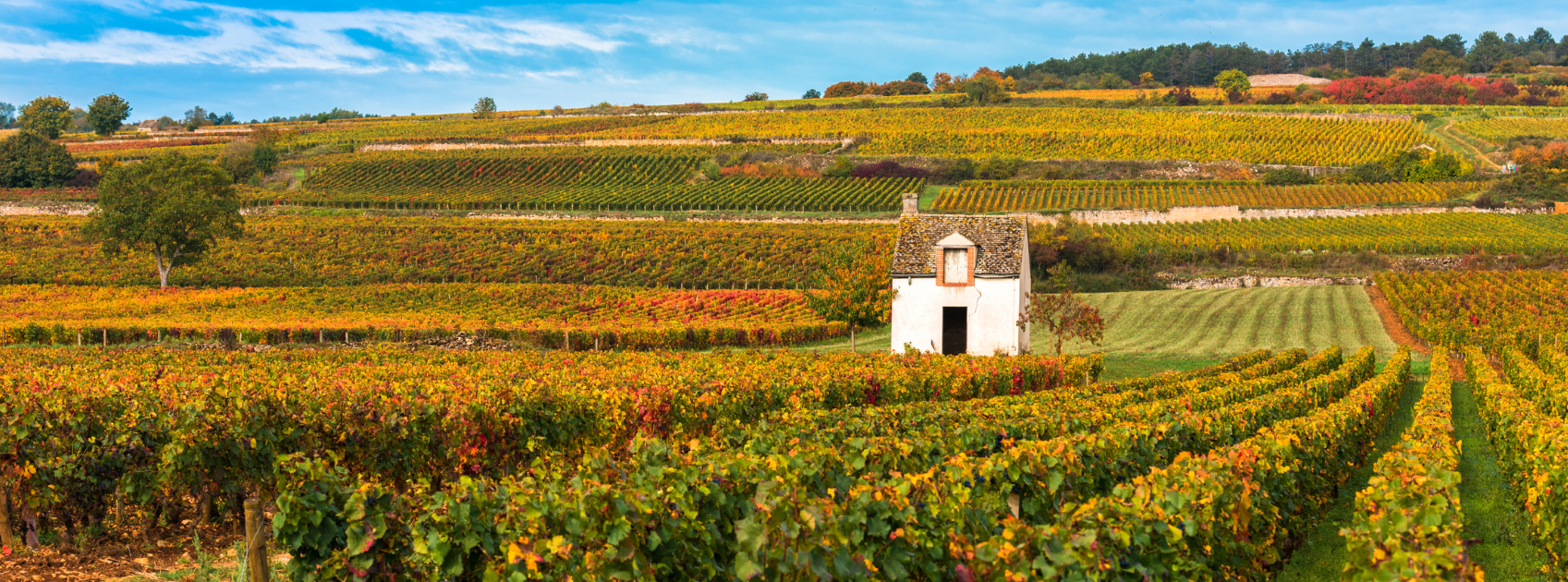 17 Oct: Autumn Bourgogne Rouge Tasting
