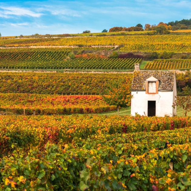 17 Oct: Autumn Bourgogne Rouge Tasting