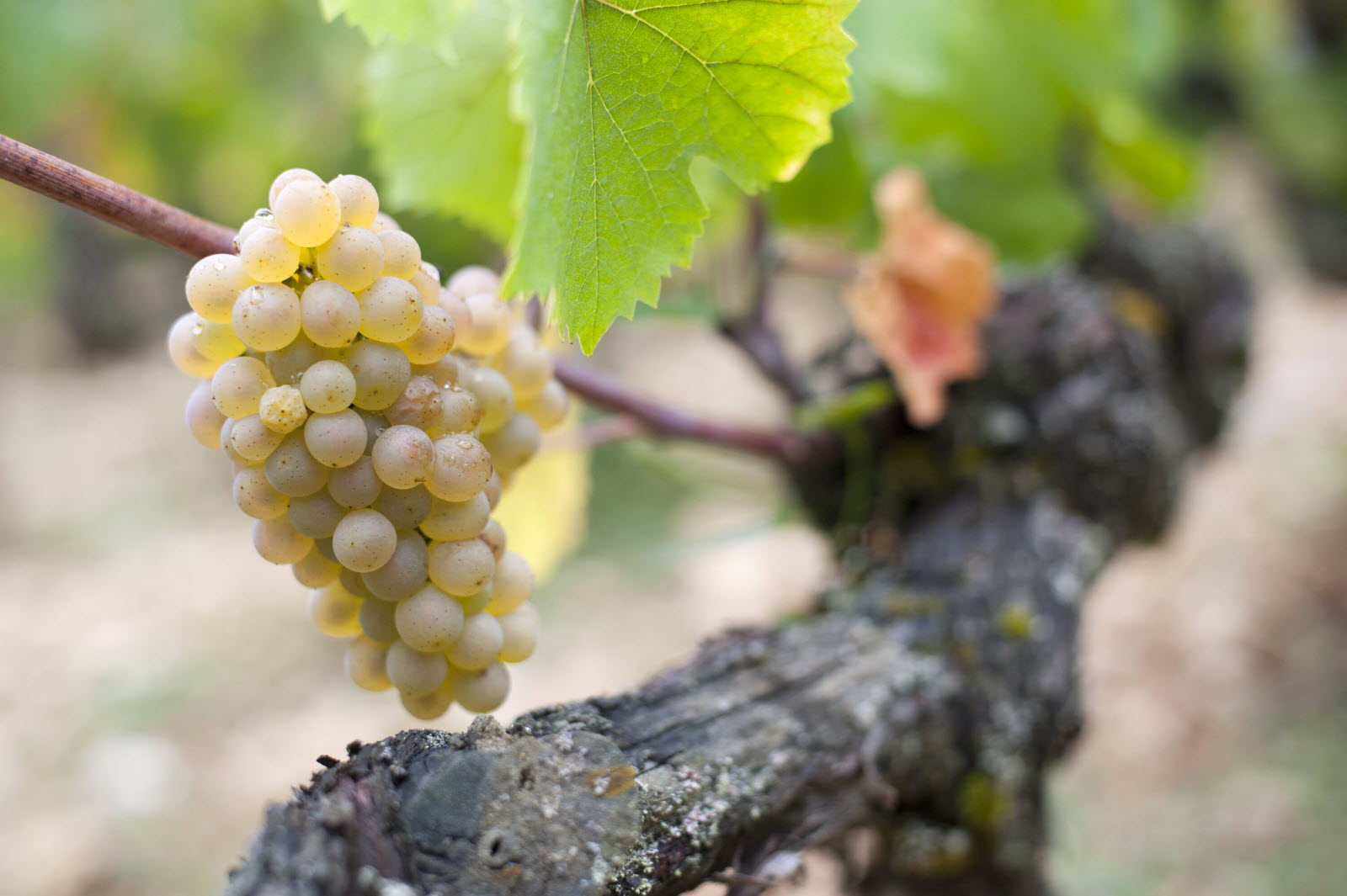 純粹化一地的風土