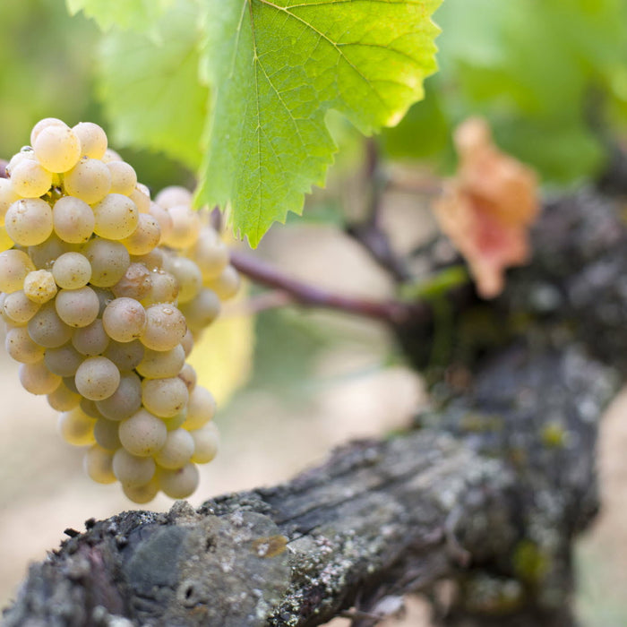 純粹化一地的風土