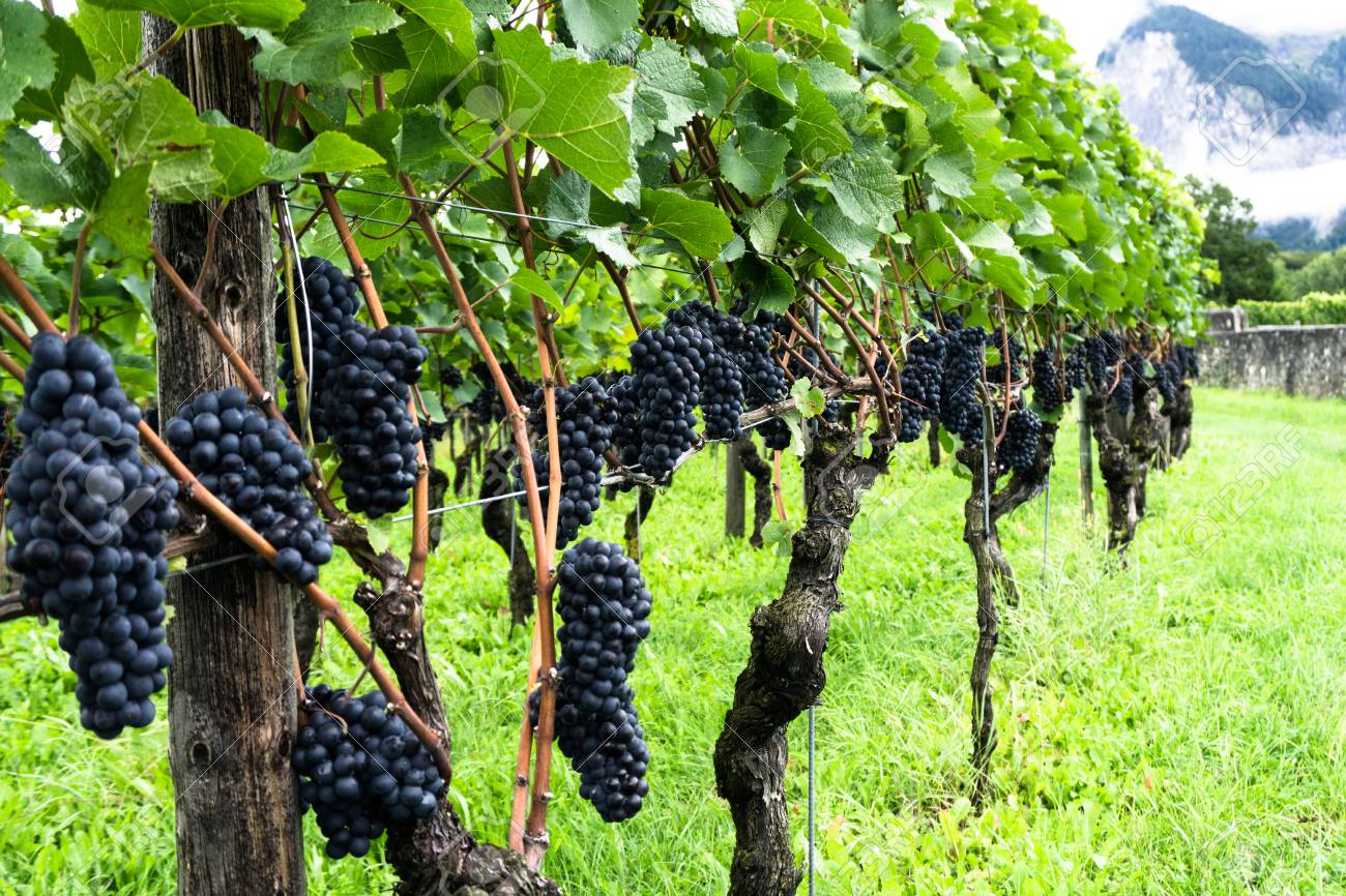 布爾岡酒淺談 (二)：葡萄品種