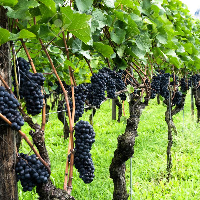 布爾岡酒淺談 (二)：葡萄品種