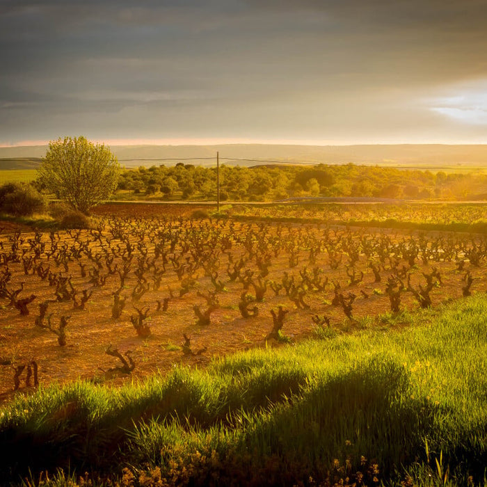 Spain & Portugal wine tour 2024