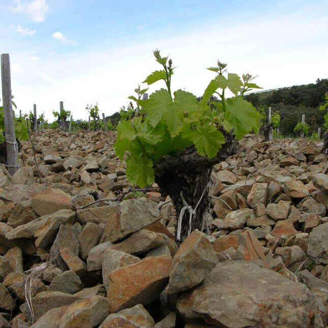 南法葡萄酒產區福熱雷Faugères獨特的片岩Schist土壤